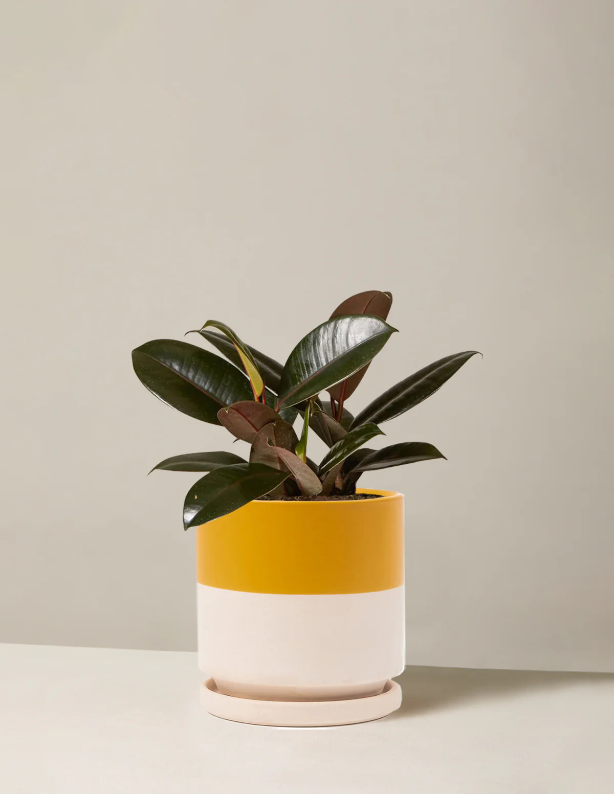 Ficus Burgundy Rubber Plant - Image 24