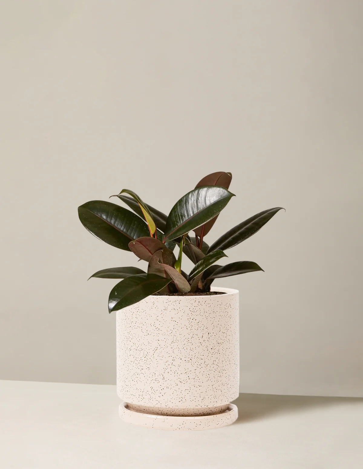 Ficus Burgundy Rubber Plant - Image 25