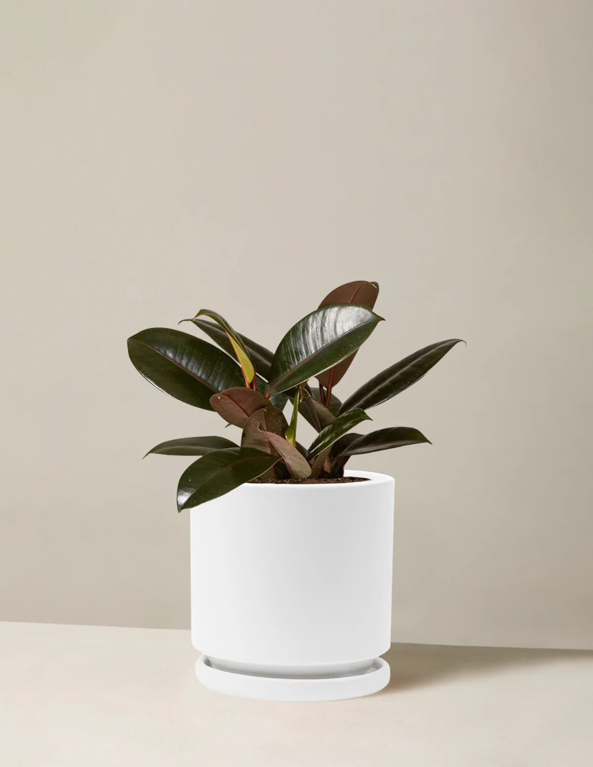 Ficus Burgundy Rubber Plant - Image 26