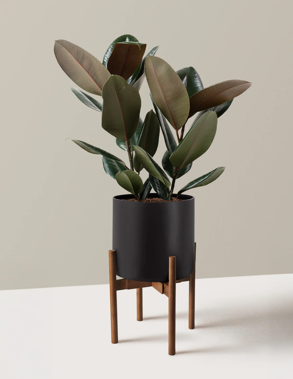 Ficus Burgundy Rubber Plant - Image 27