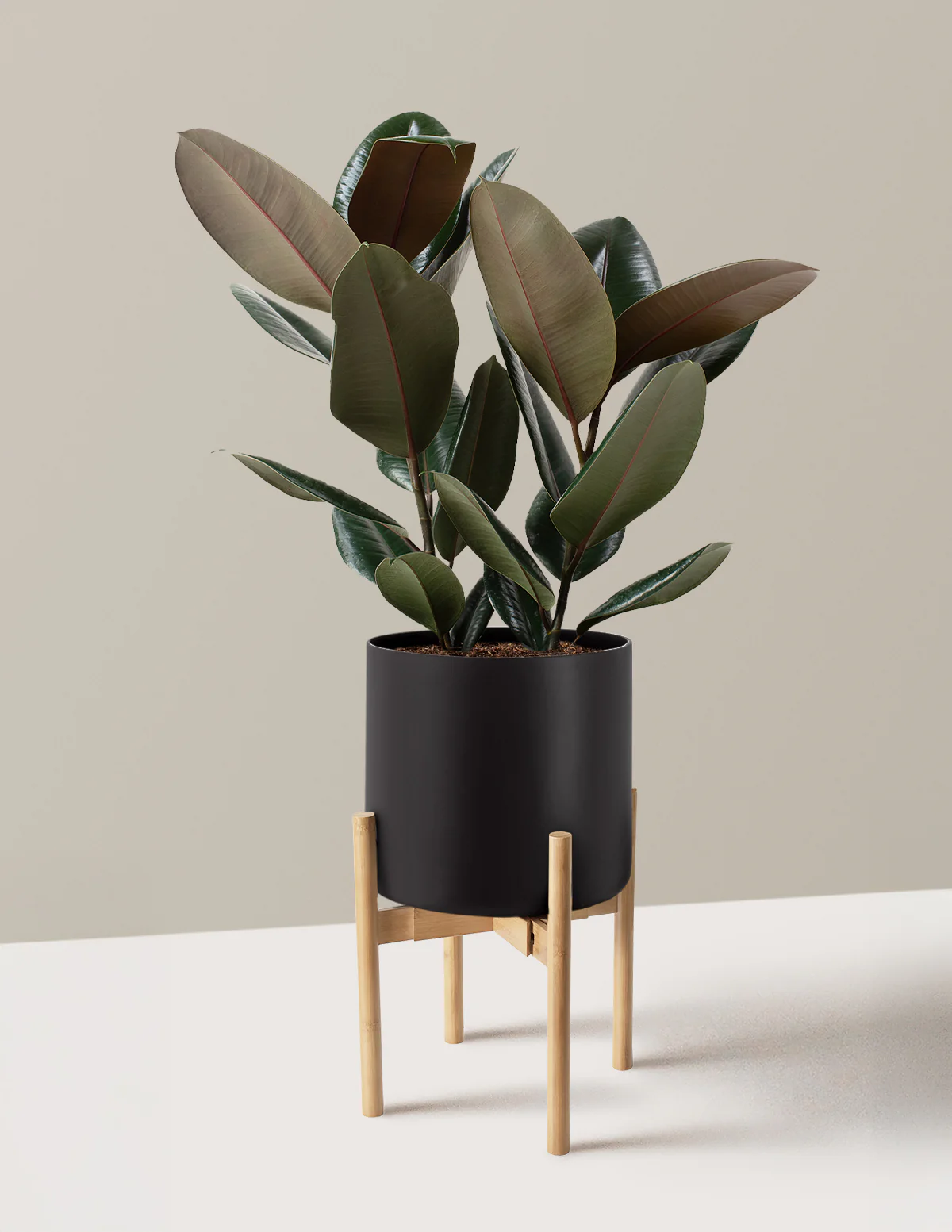 Ficus Burgundy Rubber Plant - Image 28