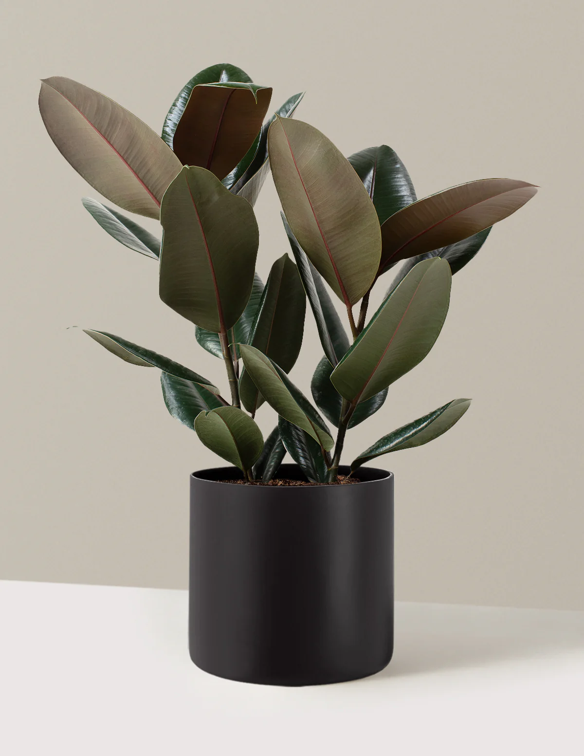 Ficus Burgundy Rubber Plant - Image 29