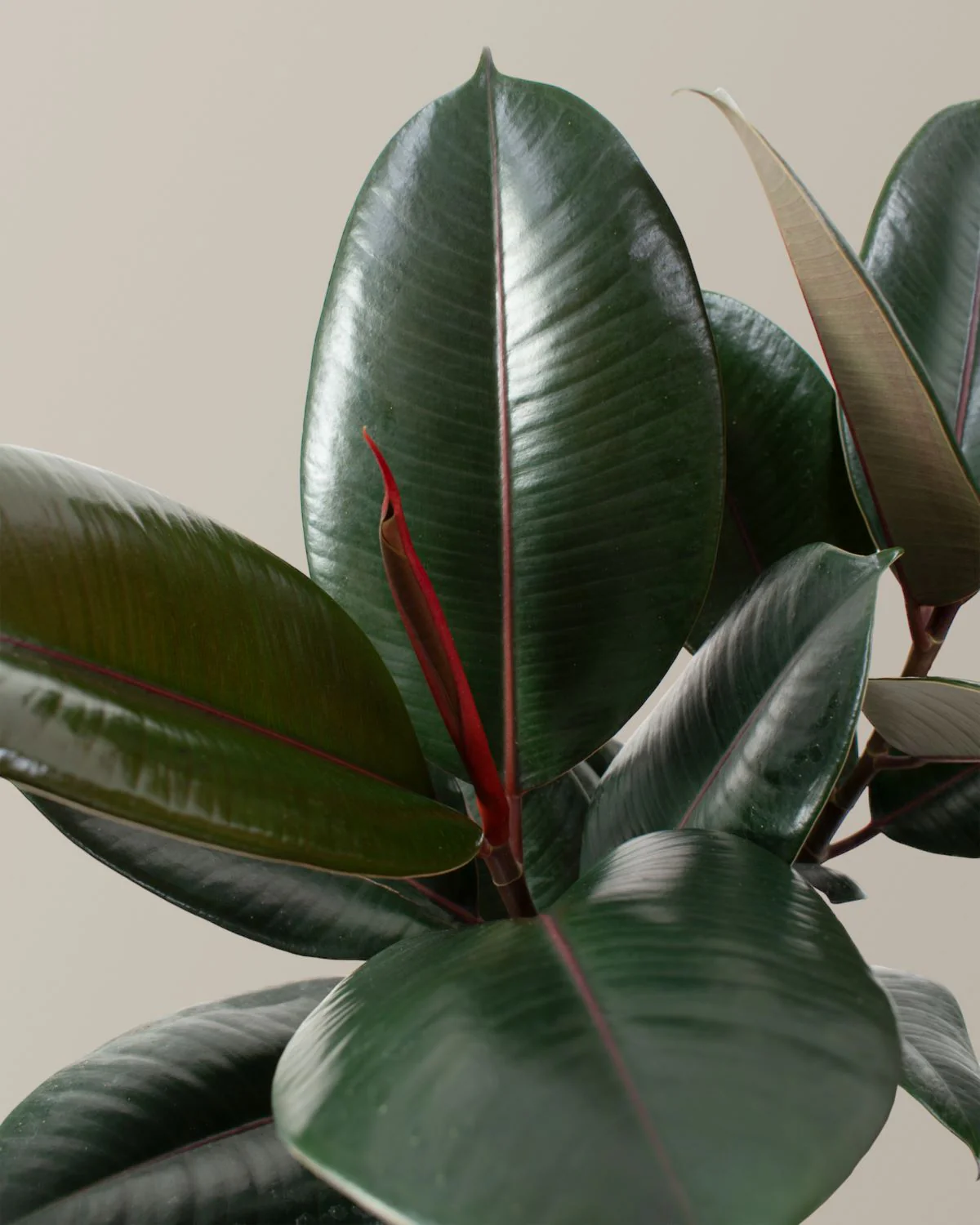 Ficus Burgundy Rubber Plant - Image 3