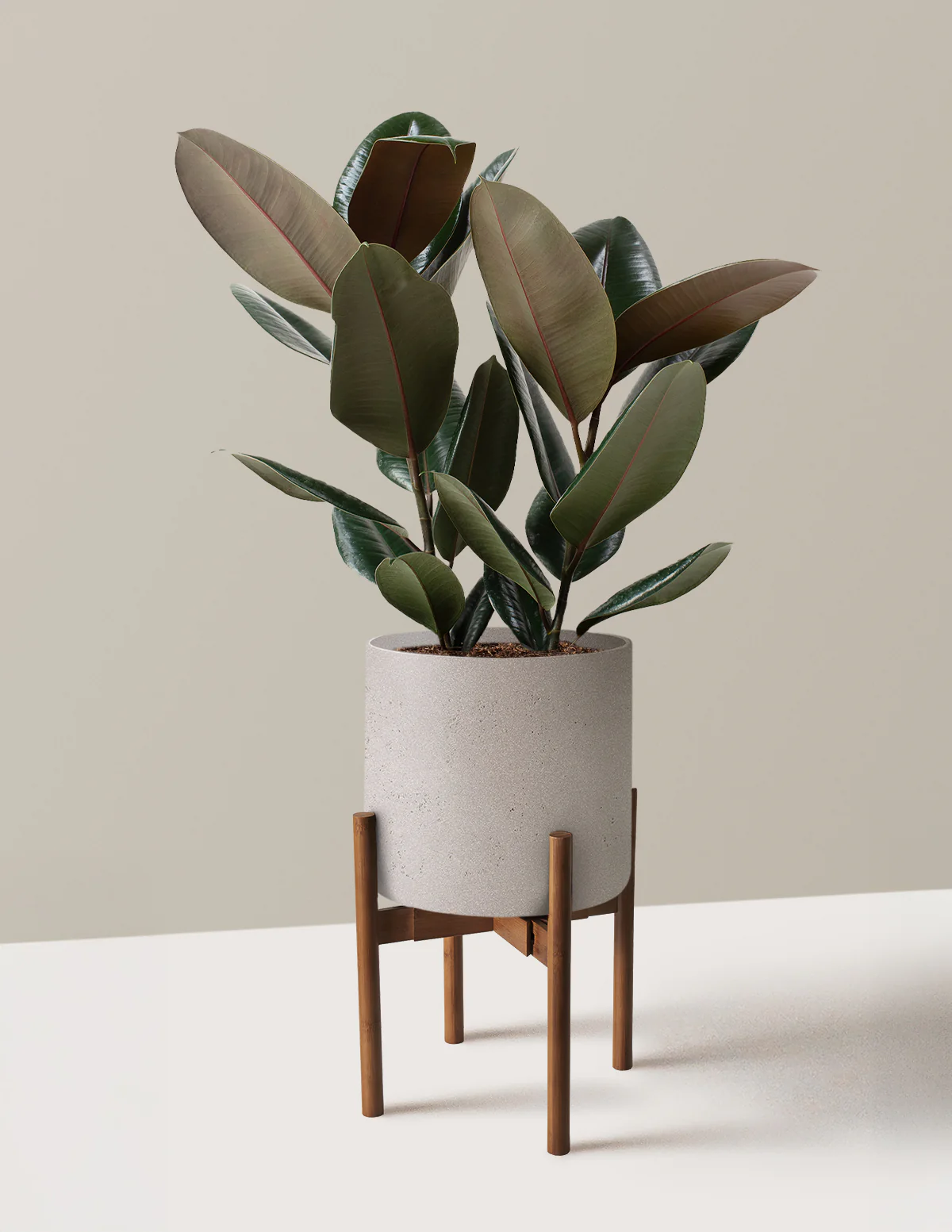 Ficus Burgundy Rubber Plant - Image 30