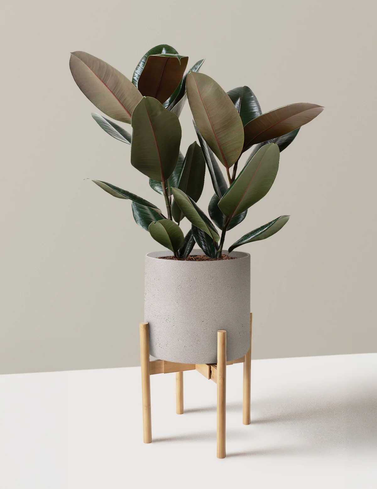 Ficus Burgundy Rubber Plant - Image 31