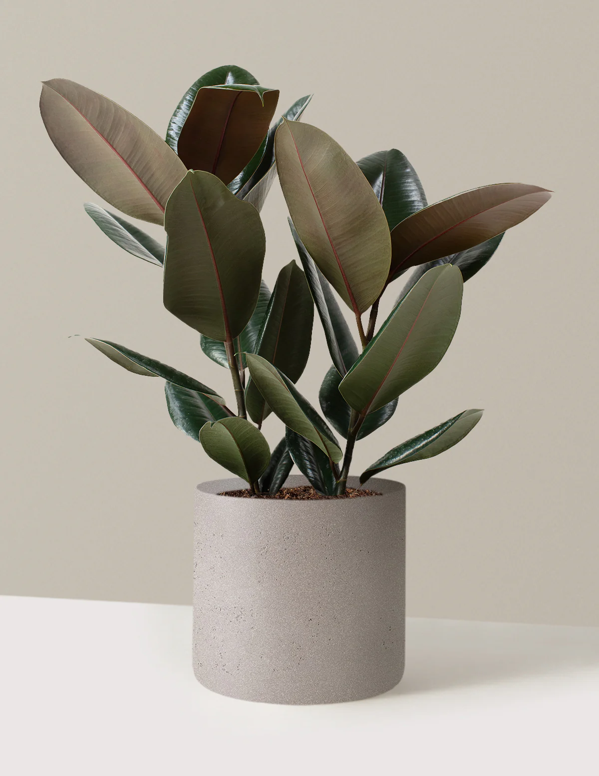 Ficus Burgundy Rubber Plant - Image 32