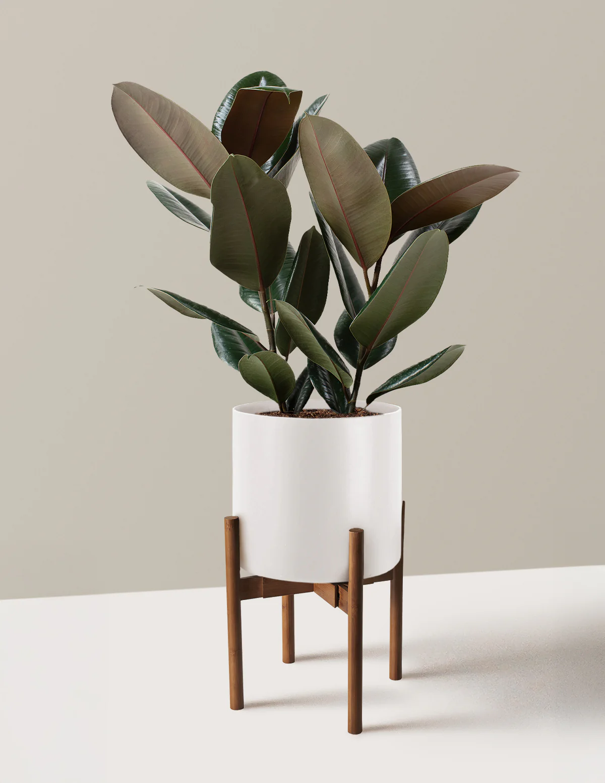 Ficus Burgundy Rubber Plant - Image 33