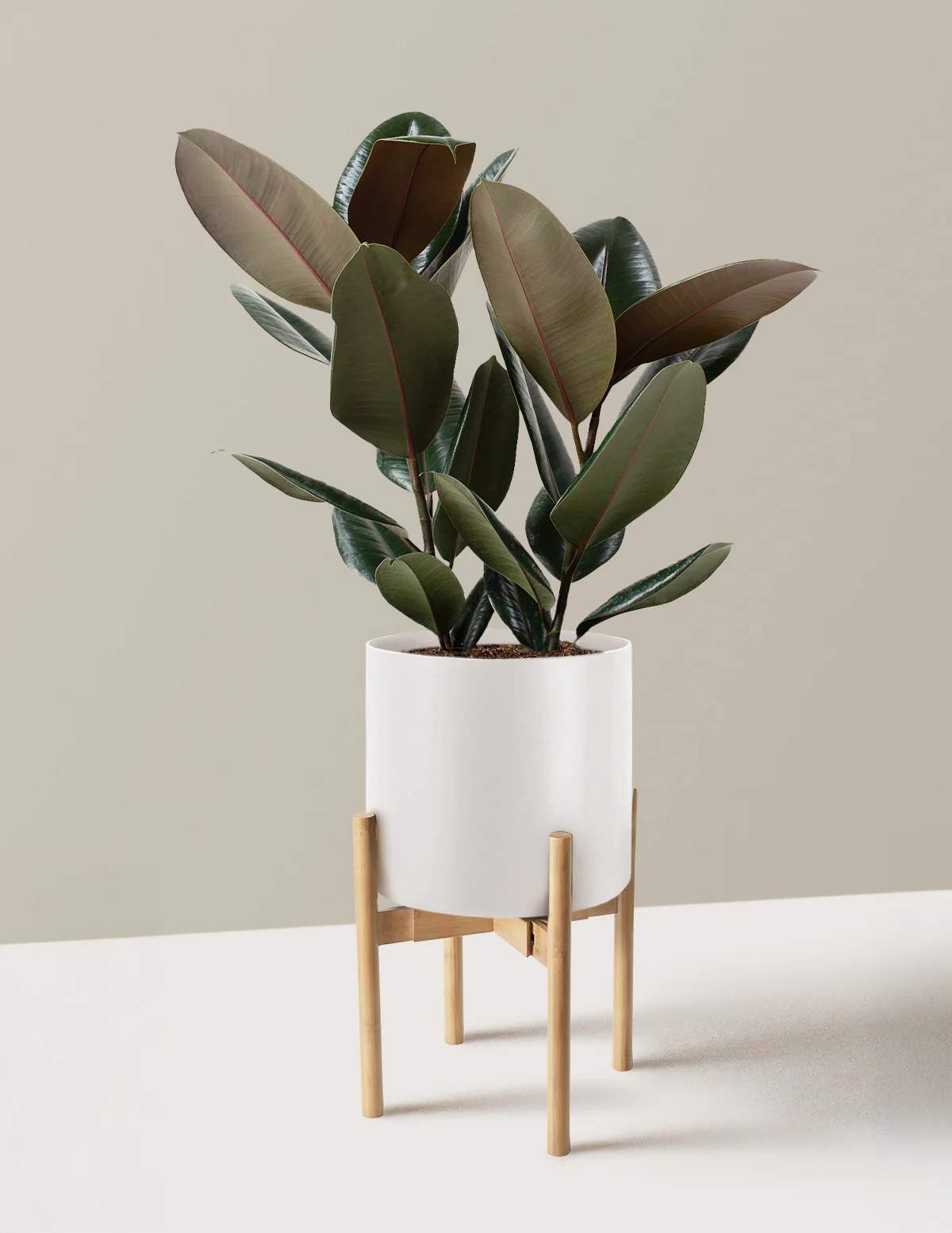 Ficus Burgundy Rubber Plant - Image 34