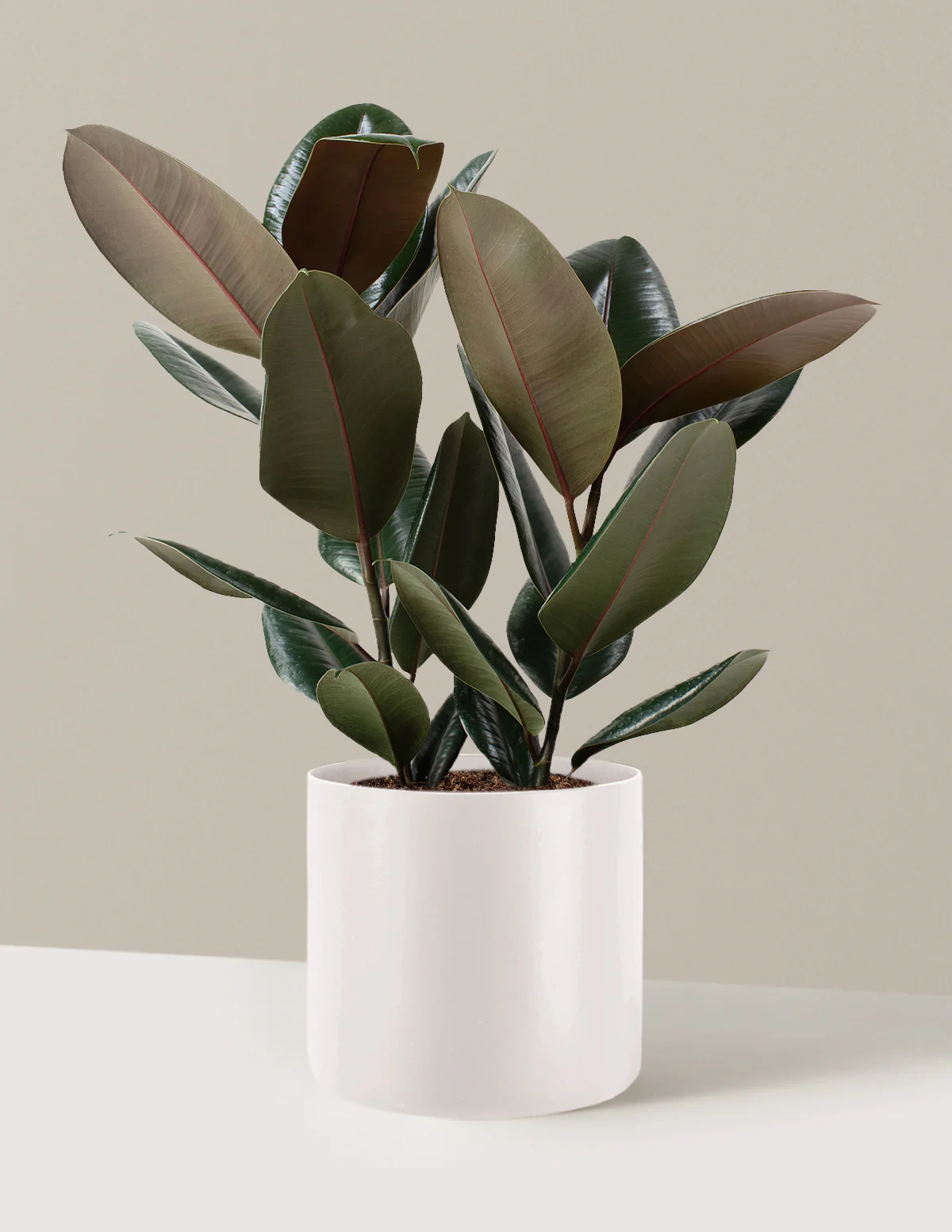 Ficus Burgundy Rubber Plant - Image 35