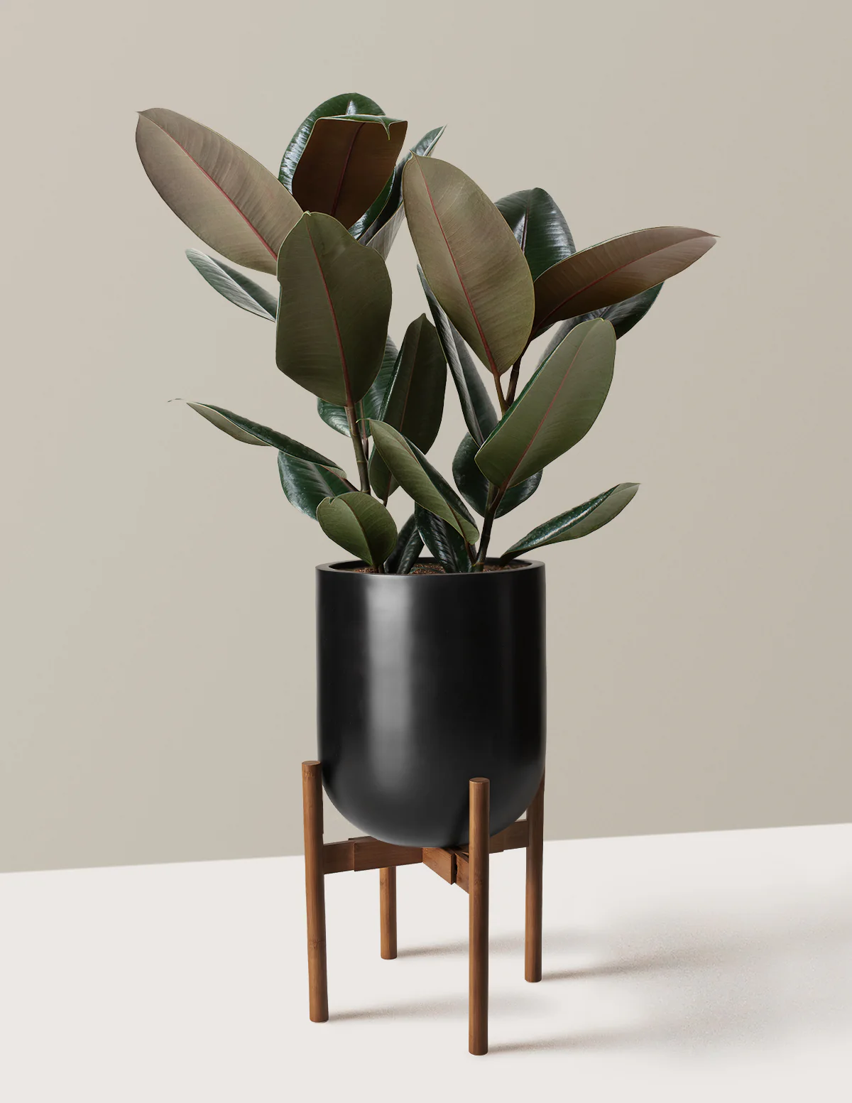 Ficus Burgundy Rubber Plant - Image 36