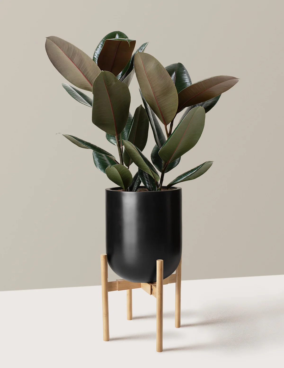 Ficus Burgundy Rubber Plant - Image 37
