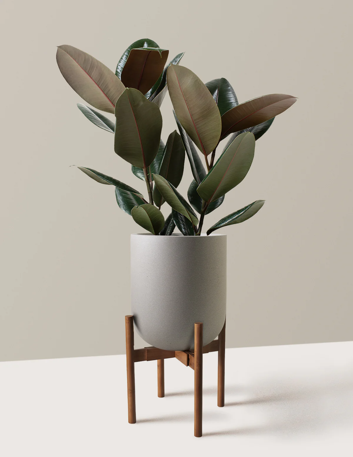 Ficus Burgundy Rubber Plant - Image 38