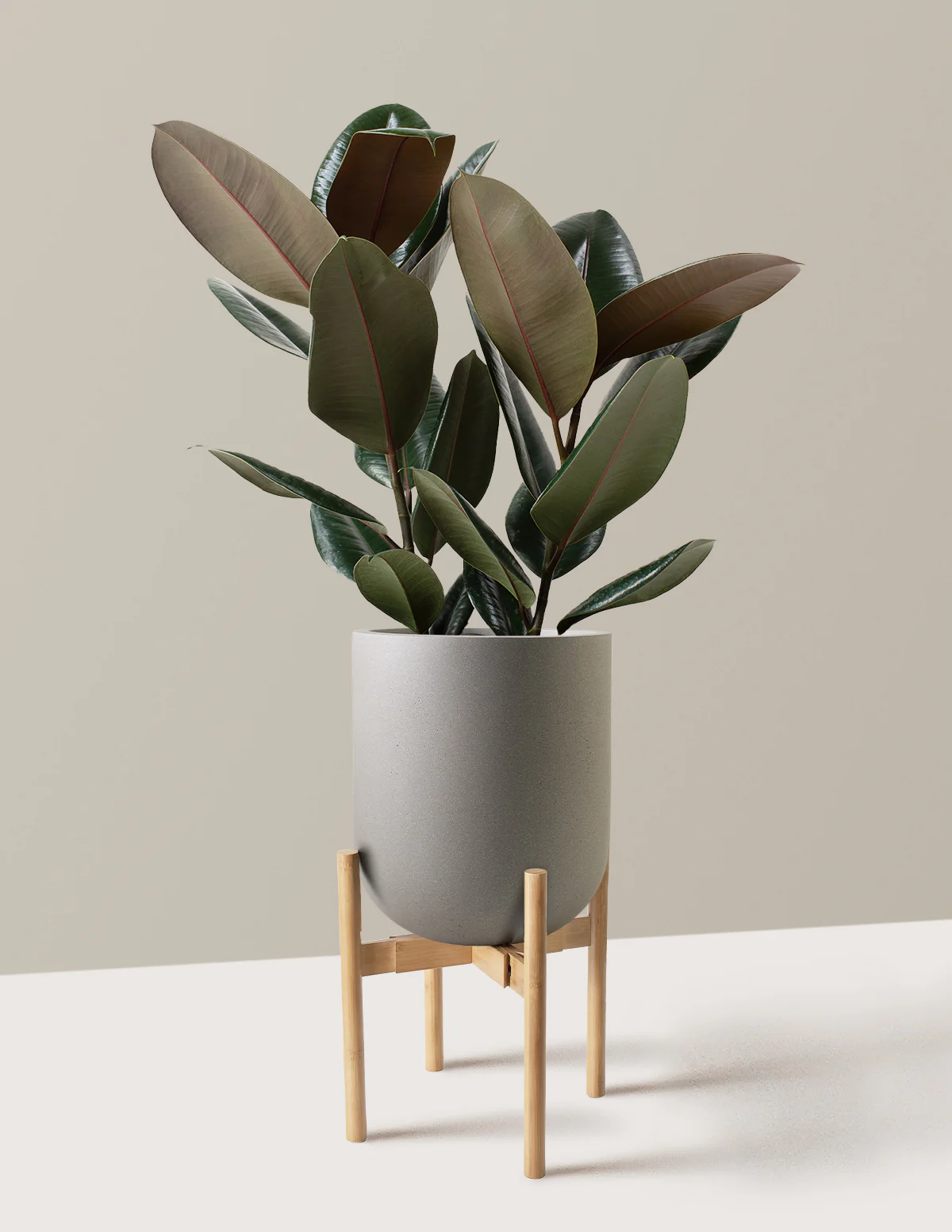 Ficus Burgundy Rubber Plant - Image 39