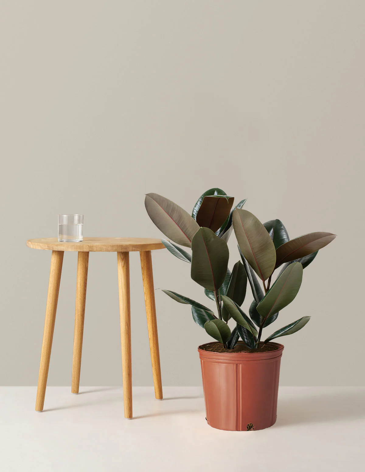 Ficus Burgundy Rubber Plant - Image 4