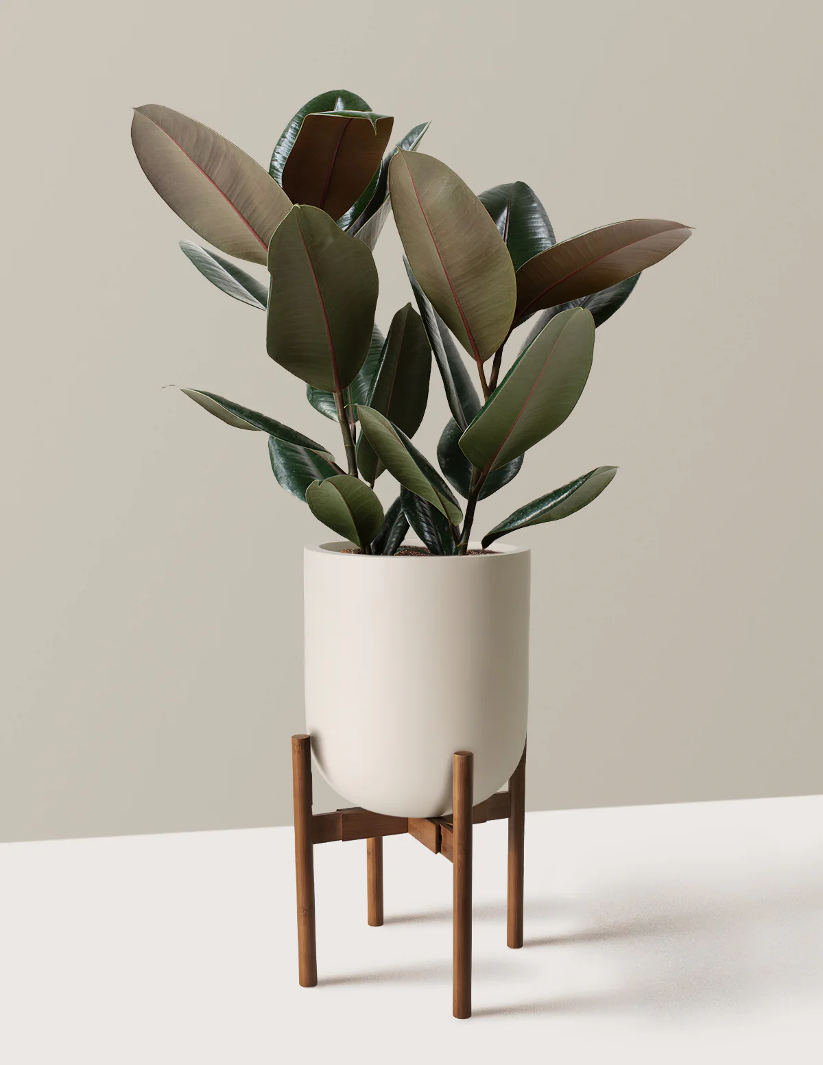 Ficus Burgundy Rubber Plant - Image 40