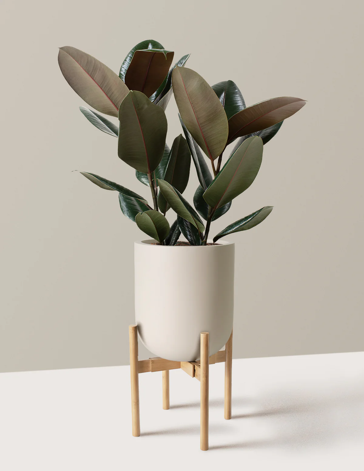 Ficus Burgundy Rubber Plant - Image 41