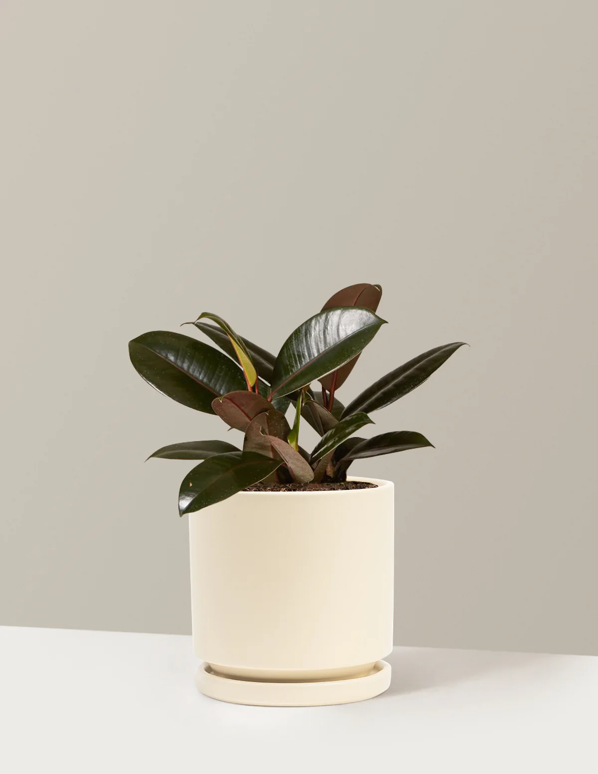 Ficus Burgundy Rubber Plant - Image 42