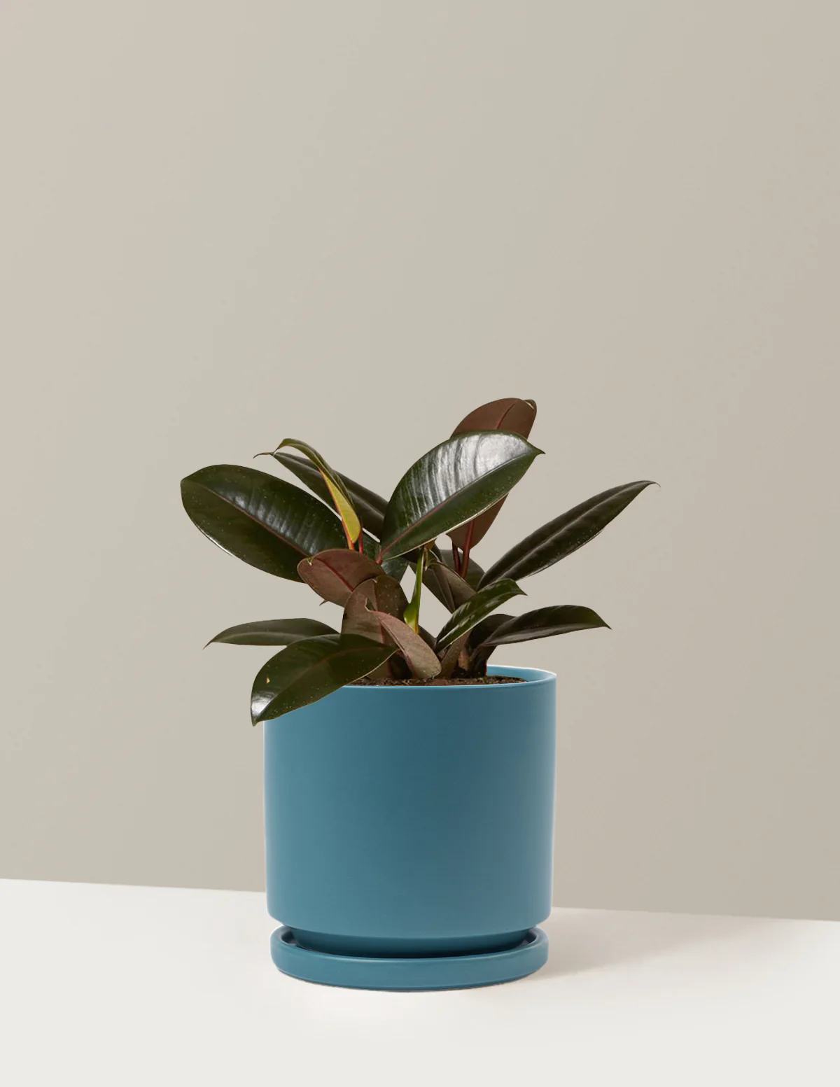 Ficus Burgundy Rubber Plant - Image 43