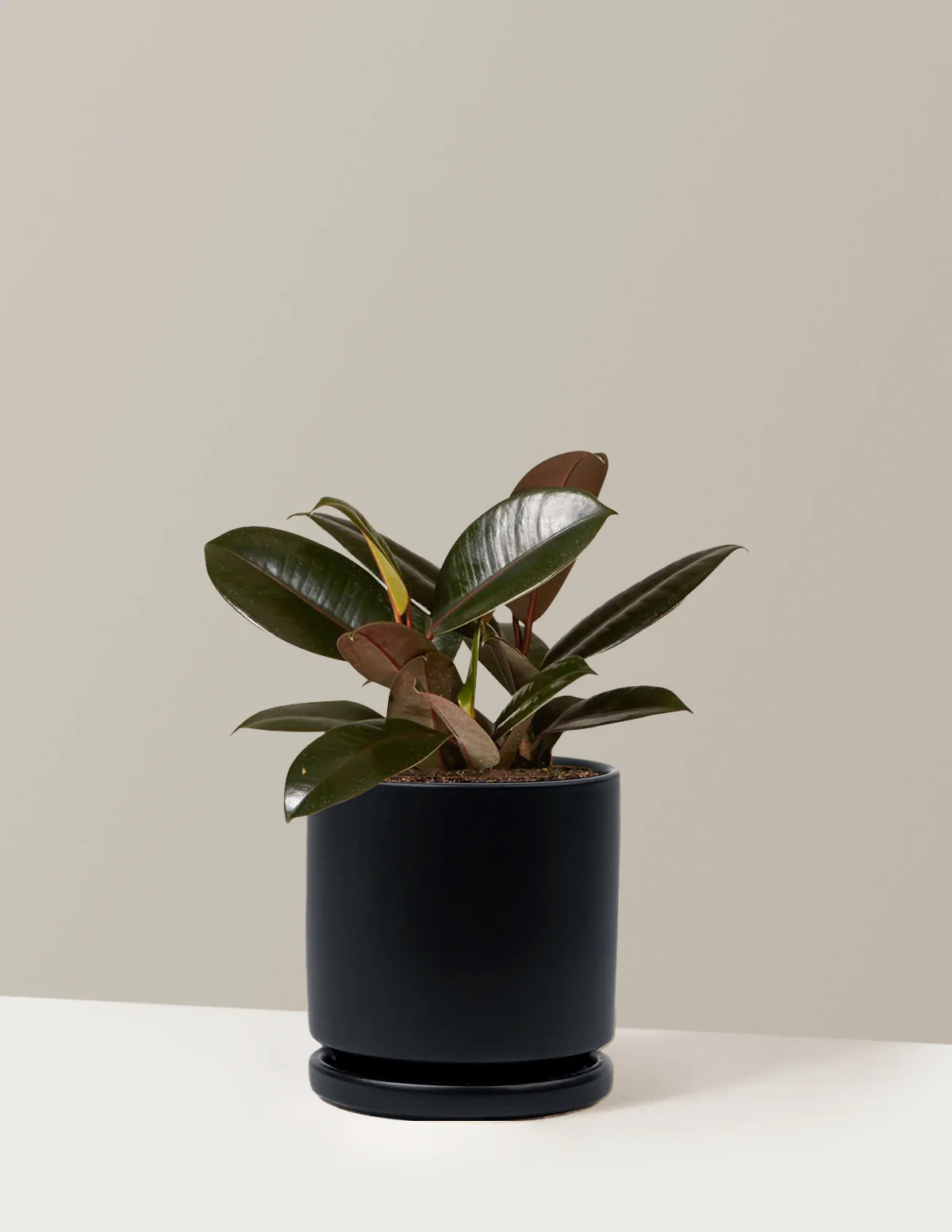 Ficus Burgundy Rubber Plant - Image 44