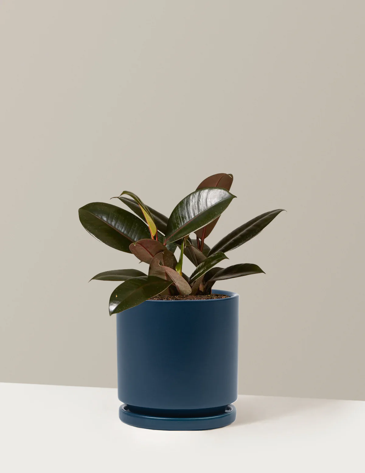 Ficus Burgundy Rubber Plant - Image 45