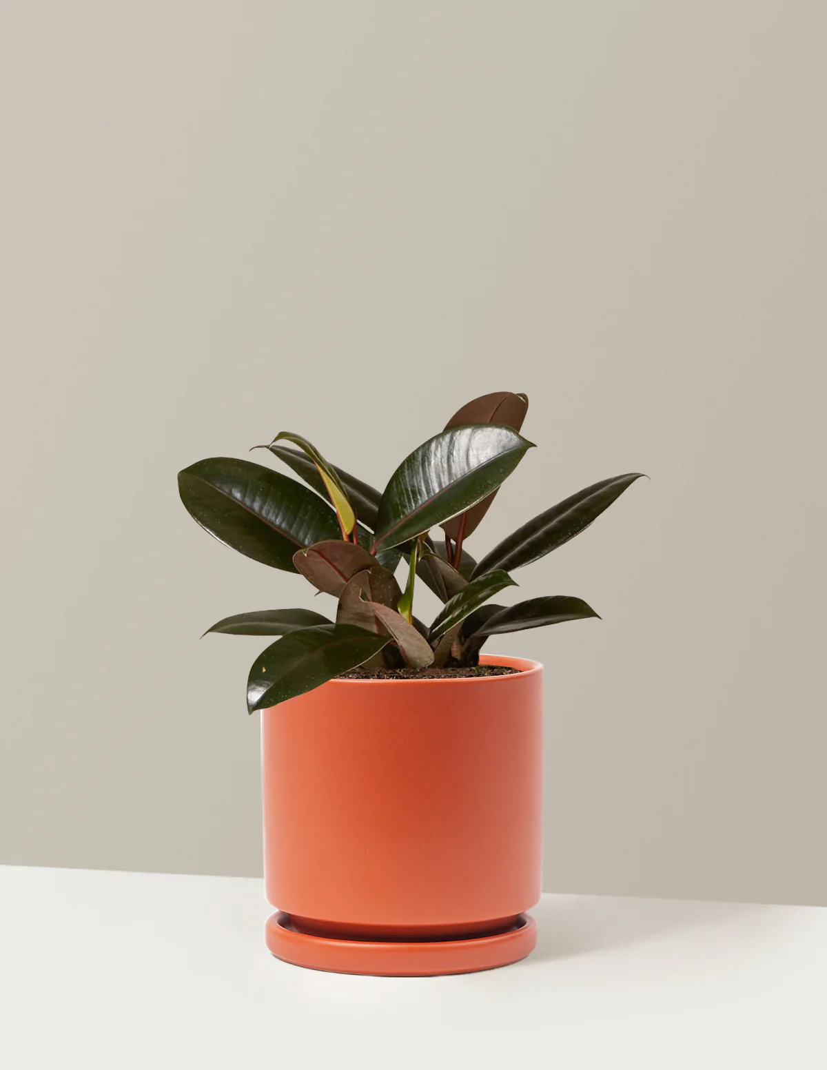 Ficus Burgundy Rubber Plant - Image 46