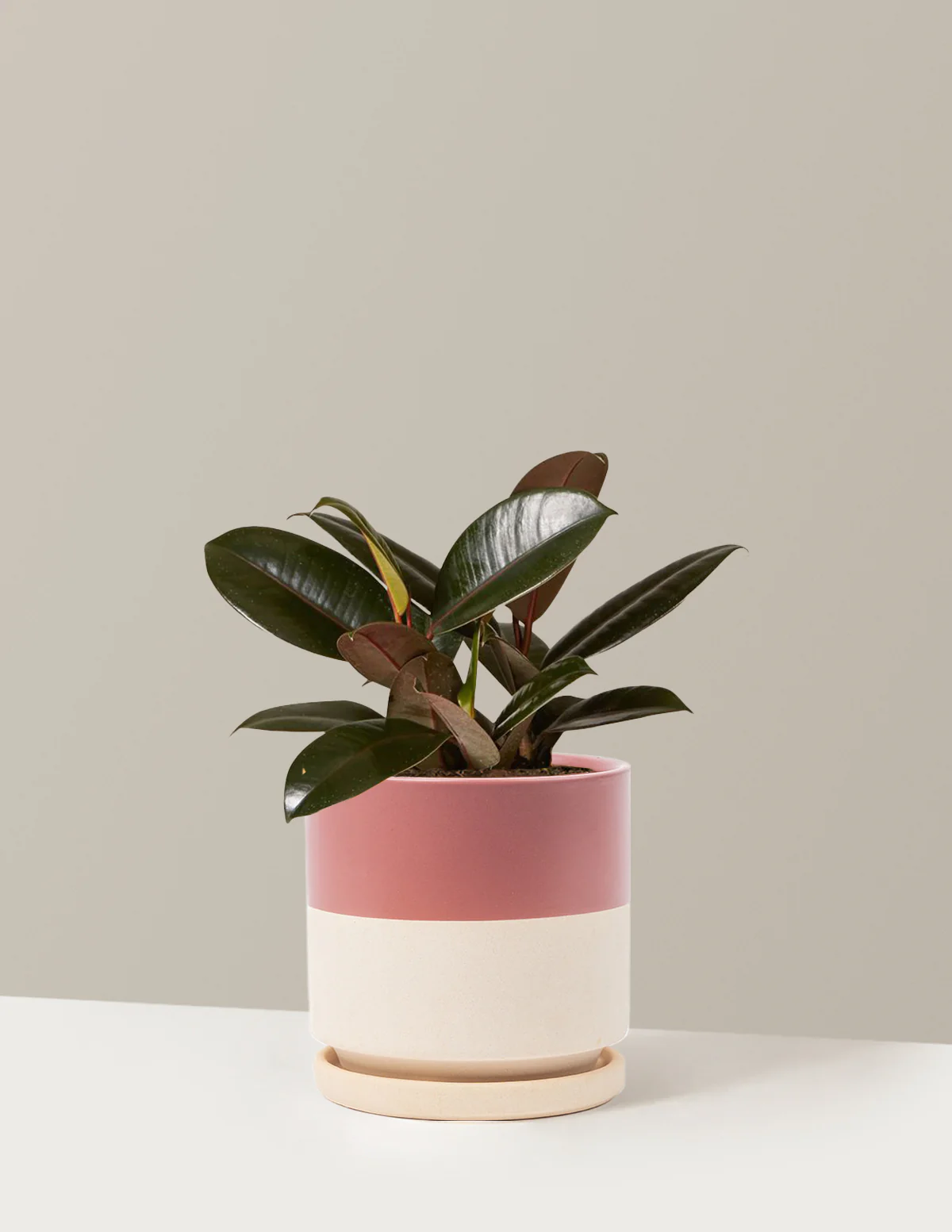 Ficus Burgundy Rubber Plant - Image 47