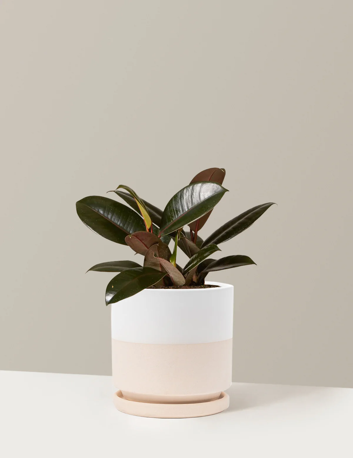 Ficus Burgundy Rubber Plant - Image 48