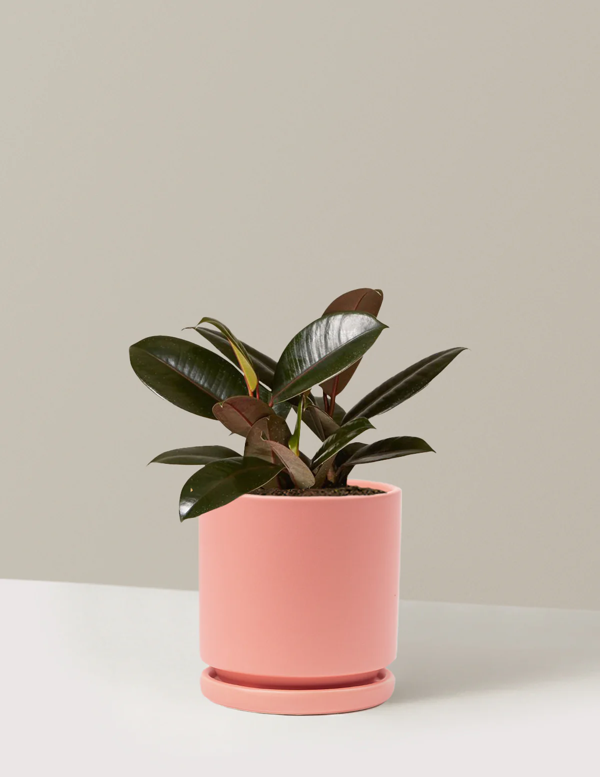 Ficus Burgundy Rubber Plant - Image 49