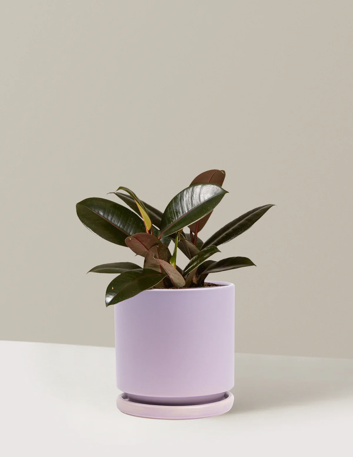 Ficus Burgundy Rubber Plant - Image 50