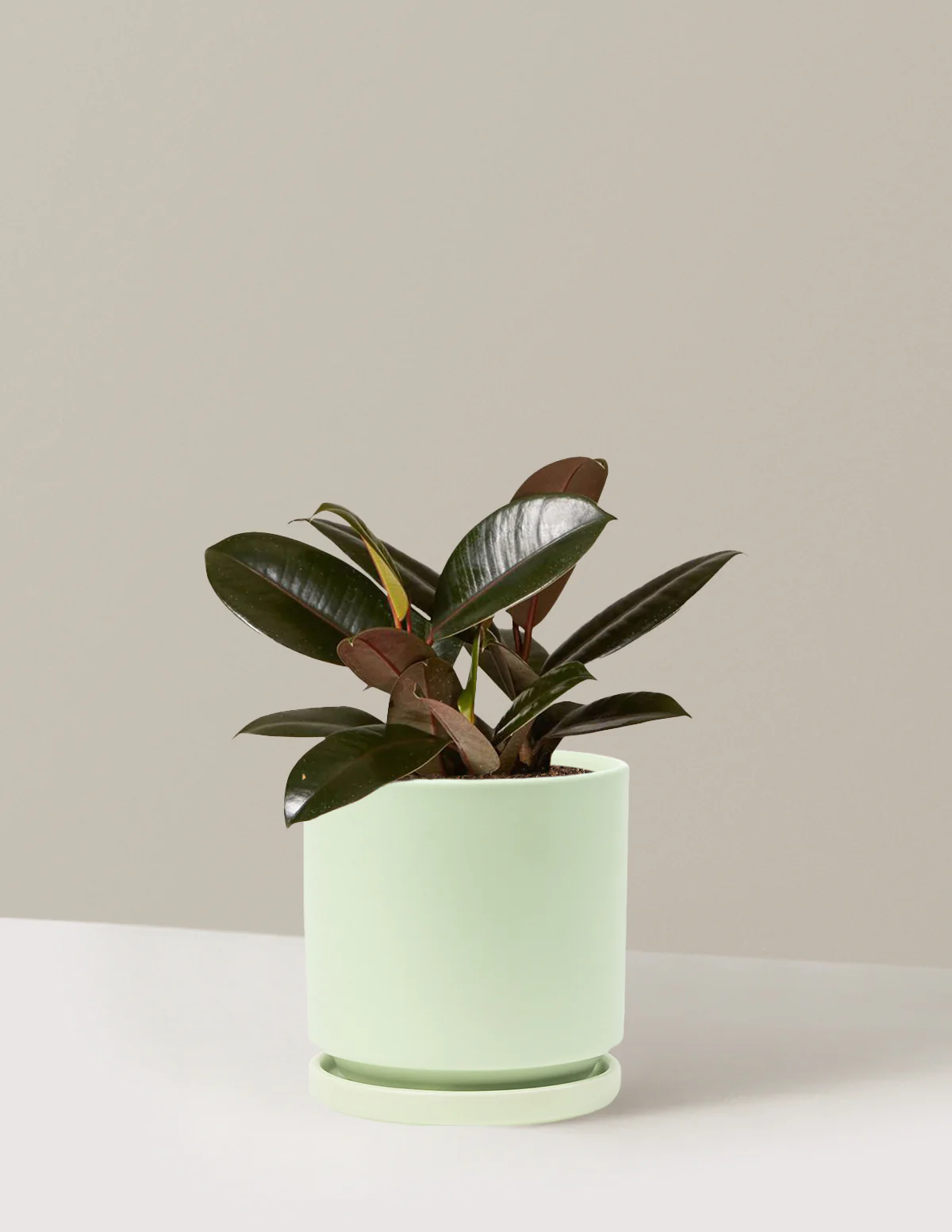 Ficus Burgundy Rubber Plant - Image 51