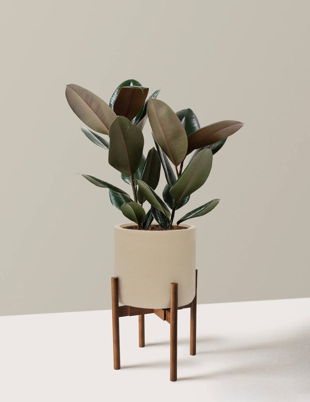Ficus Burgundy Rubber Plant - Image 52