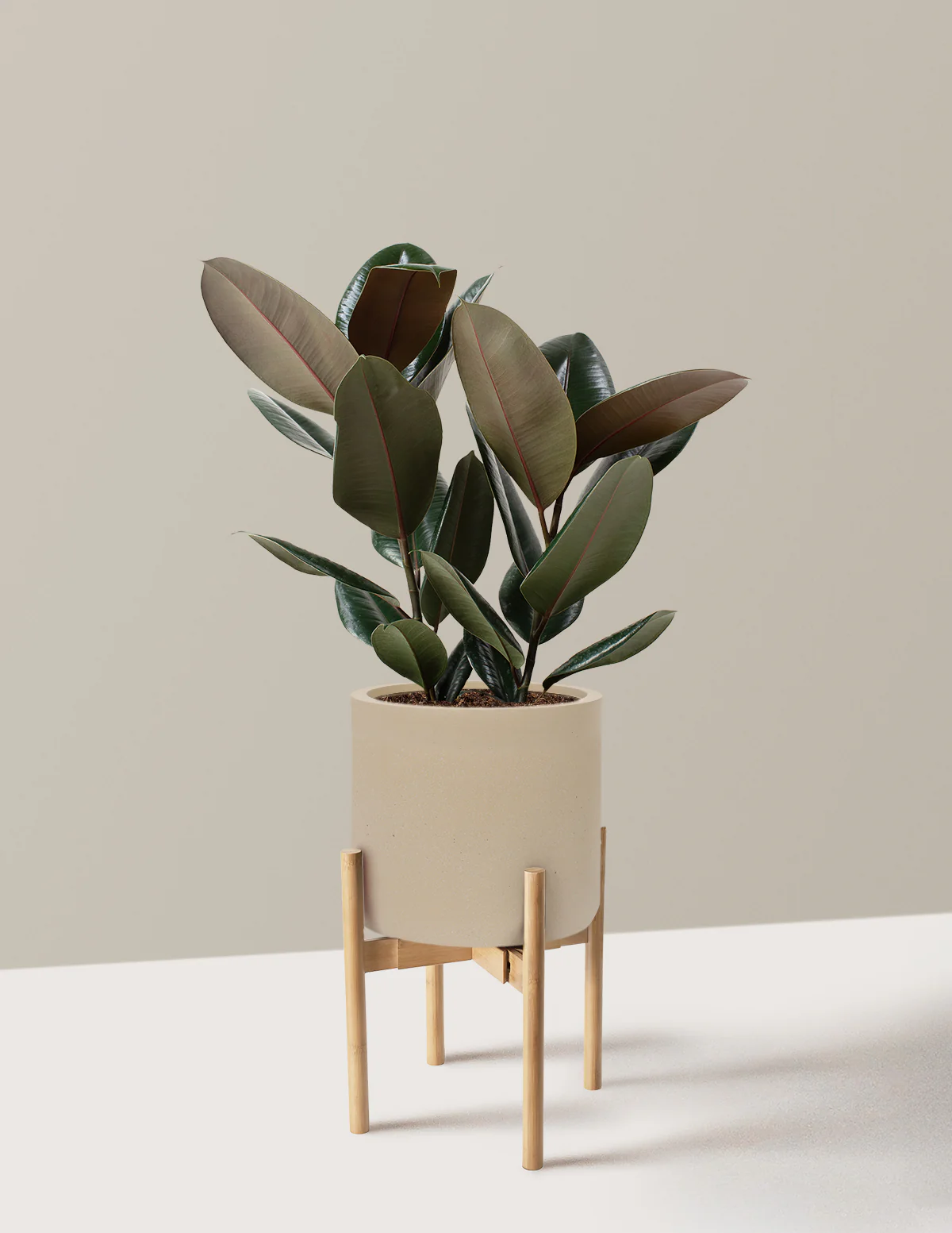 Ficus Burgundy Rubber Plant - Image 53