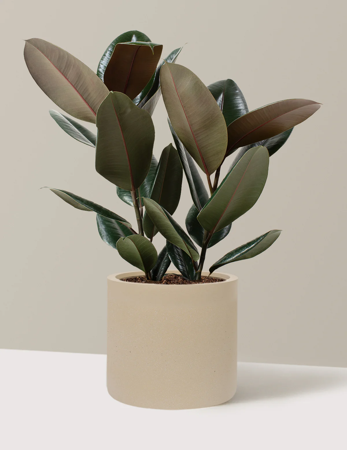 Ficus Burgundy Rubber Plant - Image 54