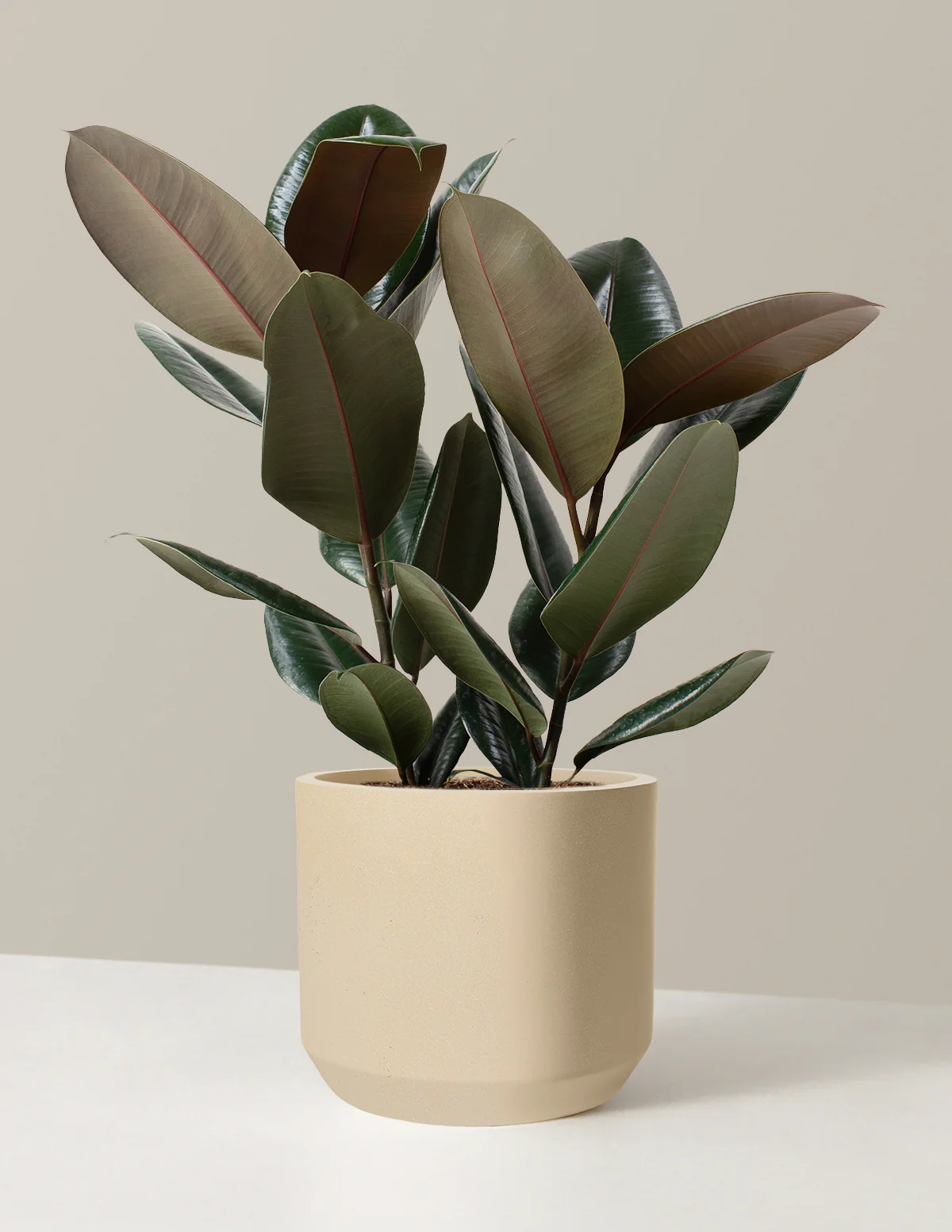 Ficus Burgundy Rubber Plant - Image 55