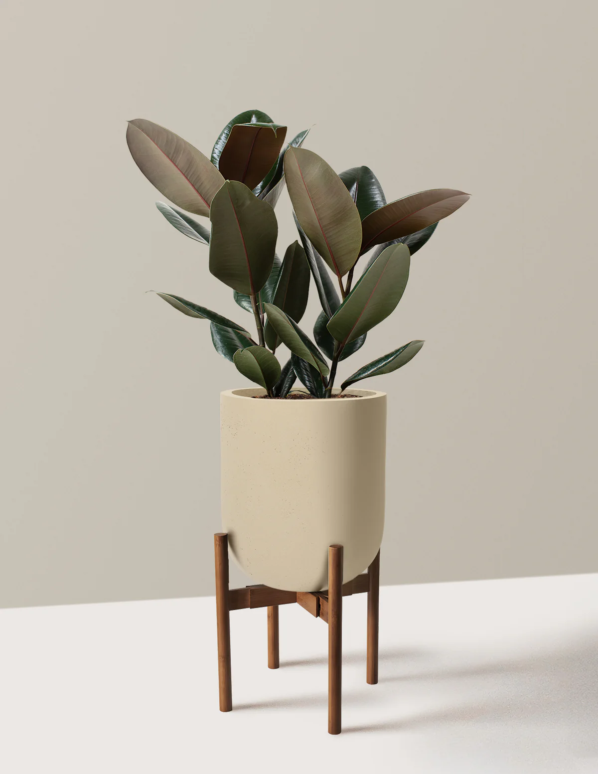 Ficus Burgundy Rubber Plant - Image 56