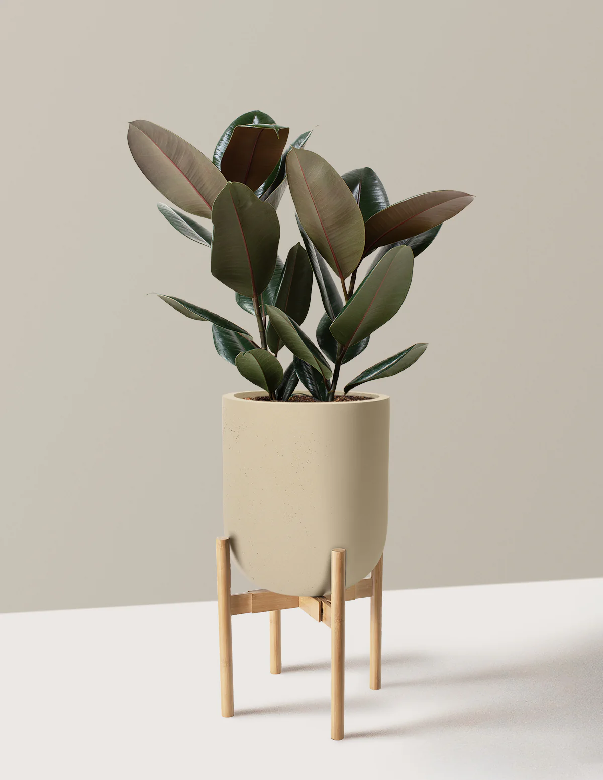 Ficus Burgundy Rubber Plant - Image 57