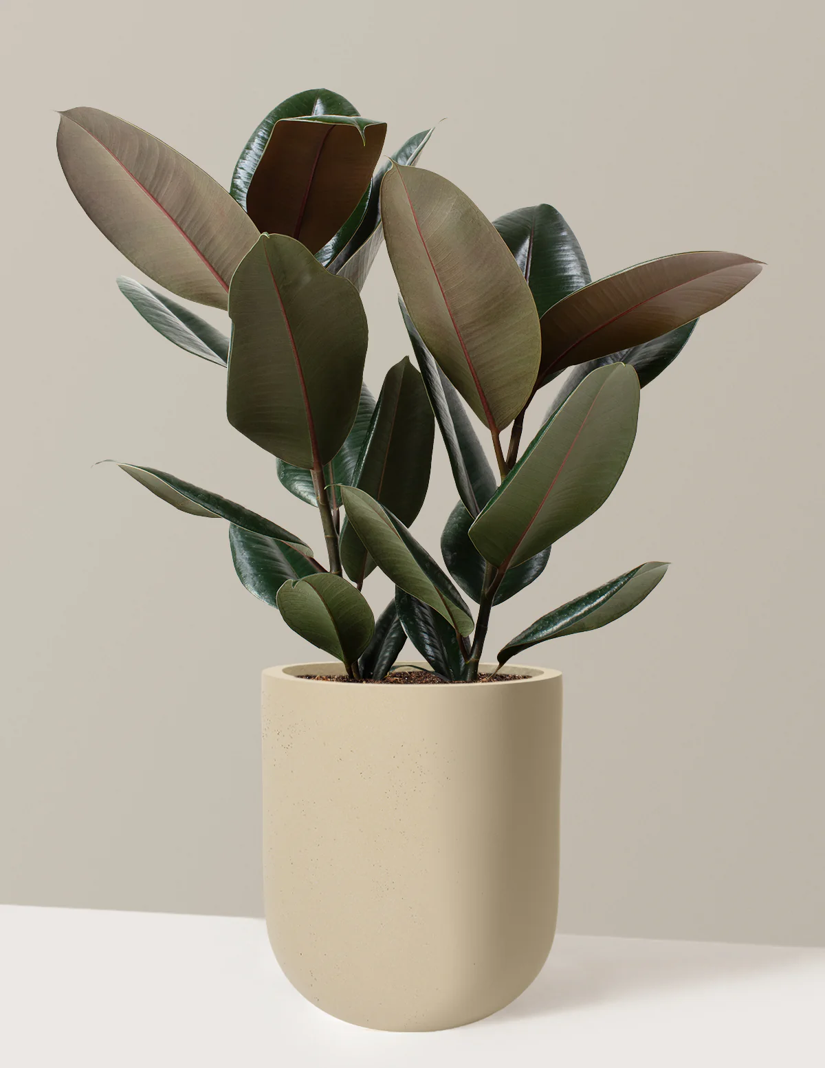 Ficus Burgundy Rubber Plant - Image 58
