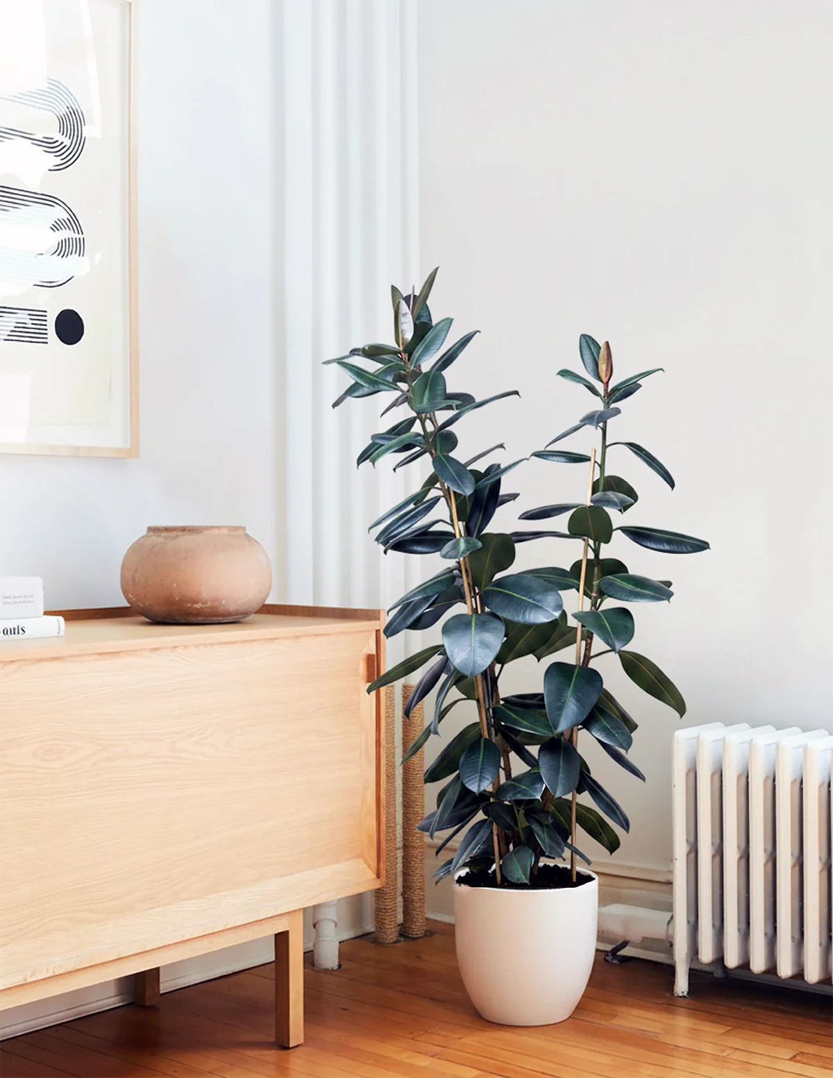 Ficus Burgundy Rubber Plant - Image 59