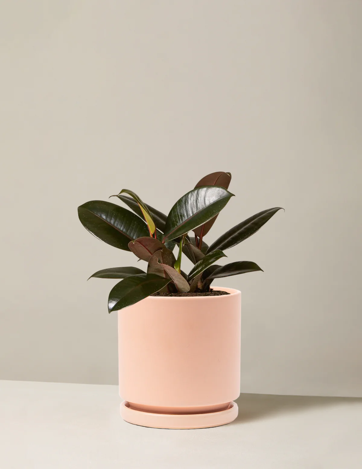 Ficus Burgundy Rubber Plant - Image 7