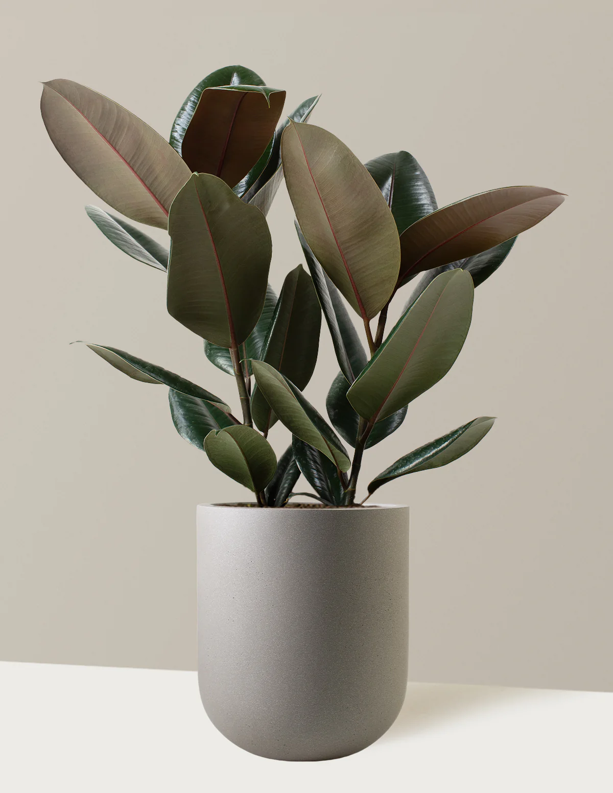 Ficus Burgundy Rubber Plant - Image 8
