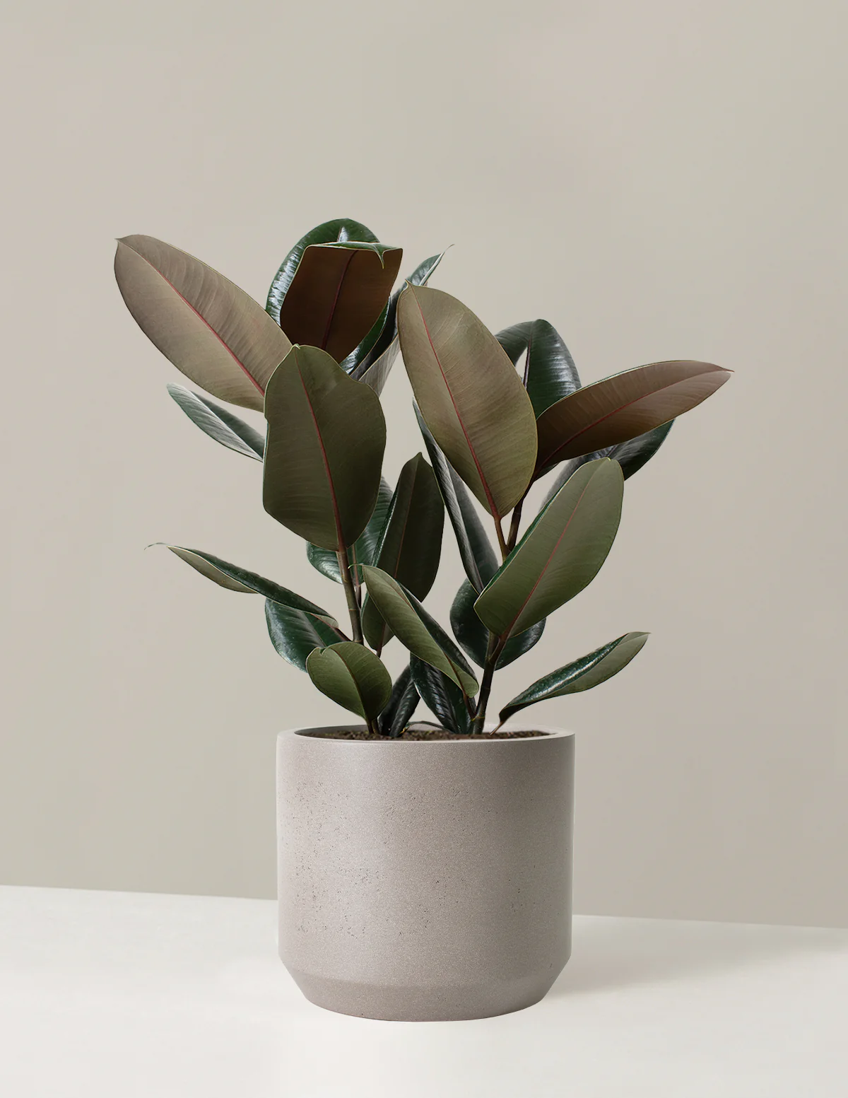 Ficus Burgundy Rubber Plant - Image 9