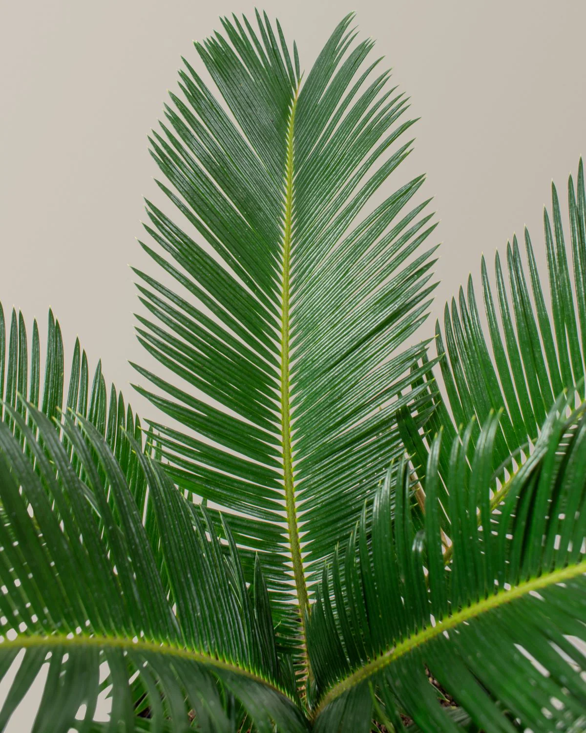 Large Sago Palm - Image 2