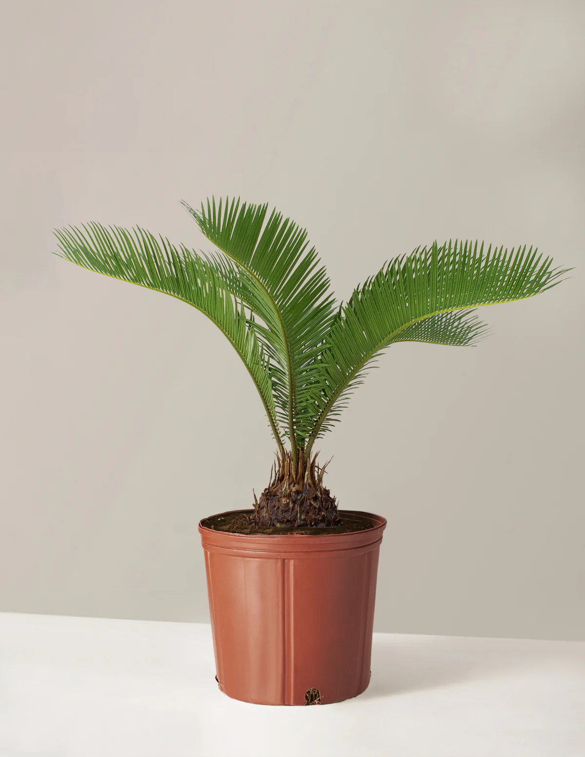 Large Sago Palm - Image 3