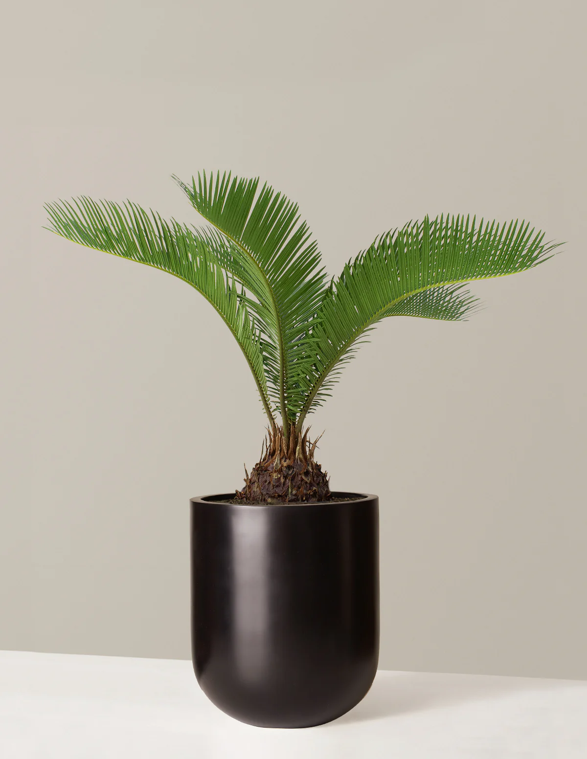 Large Sago Palm - Image 4