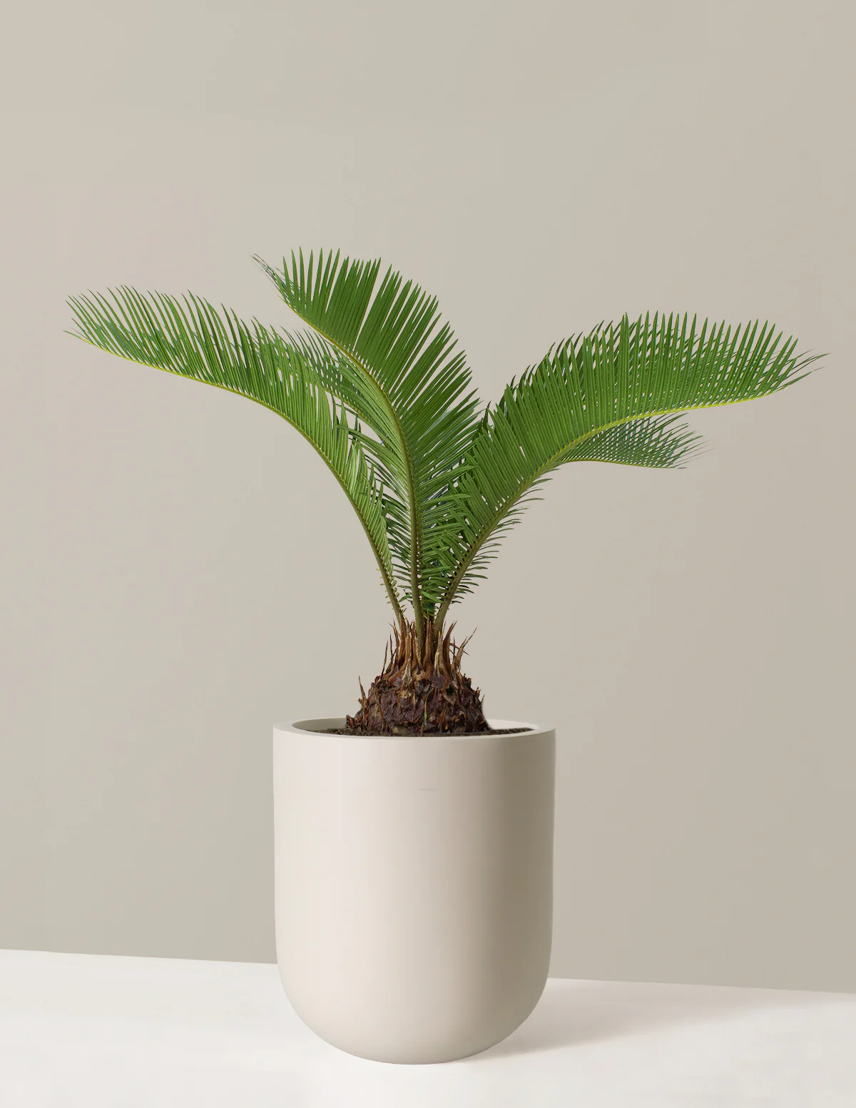 Large Sago Palm - Image 5