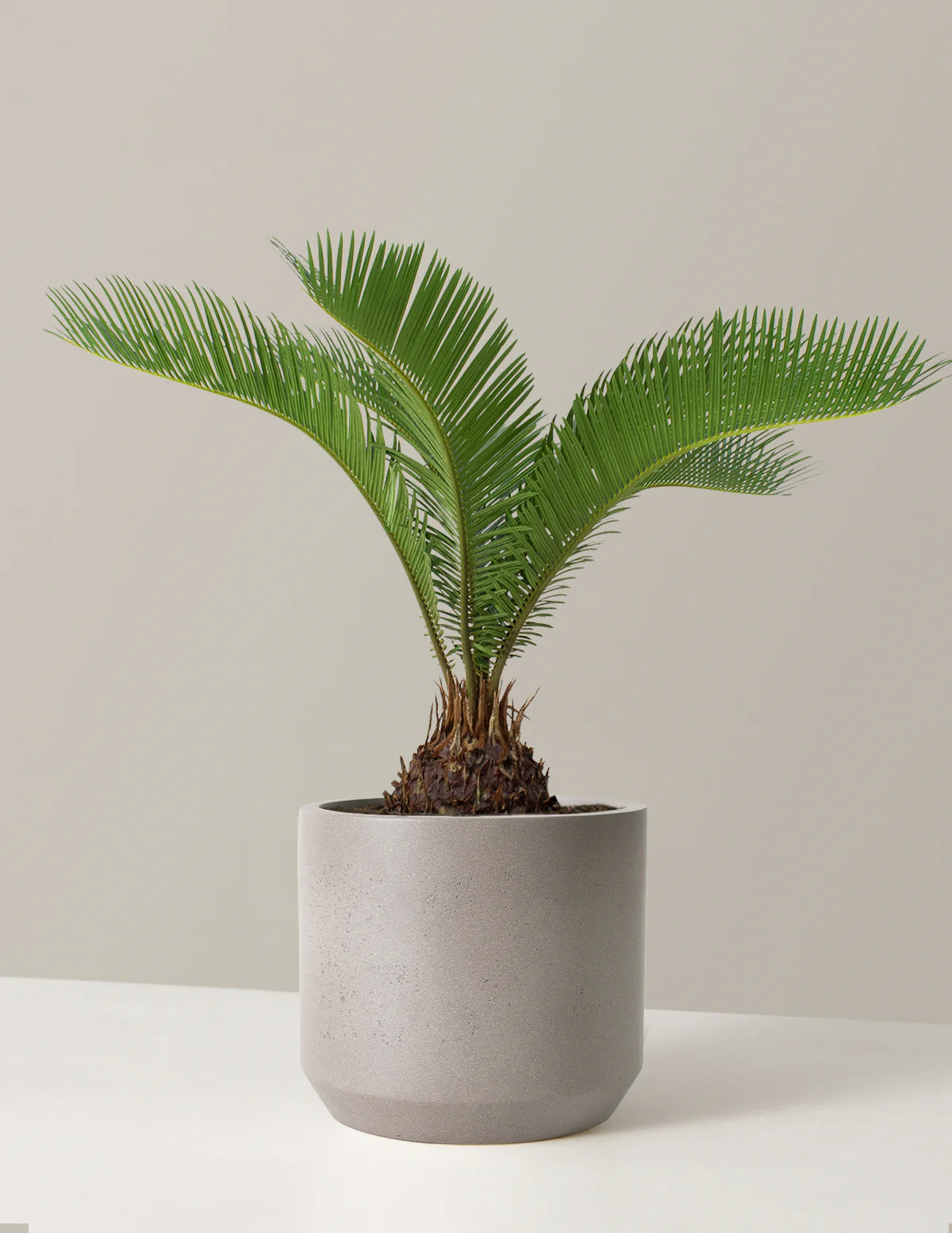 Large Sago Palm - Image 6