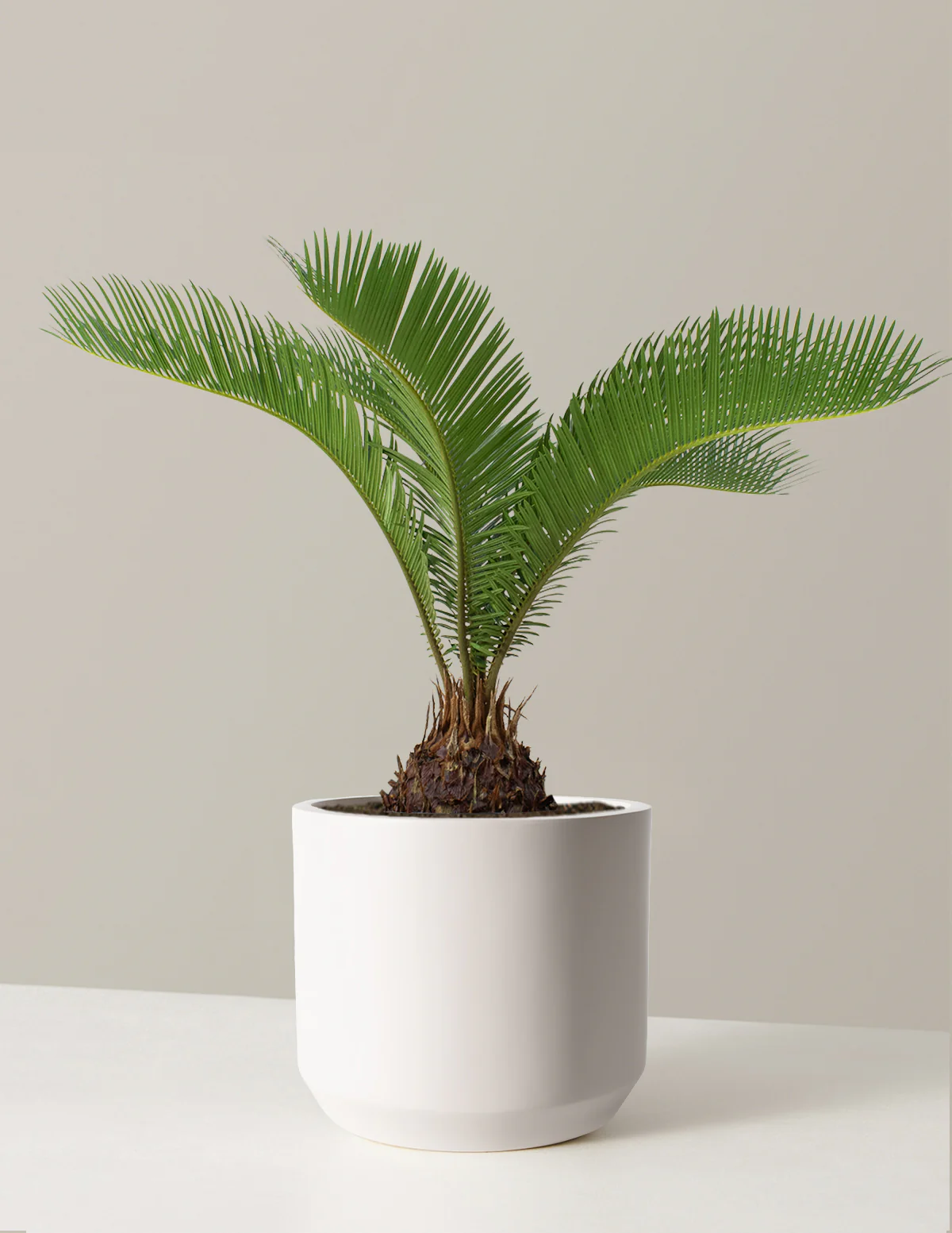 Large Sago Palm - Image 7