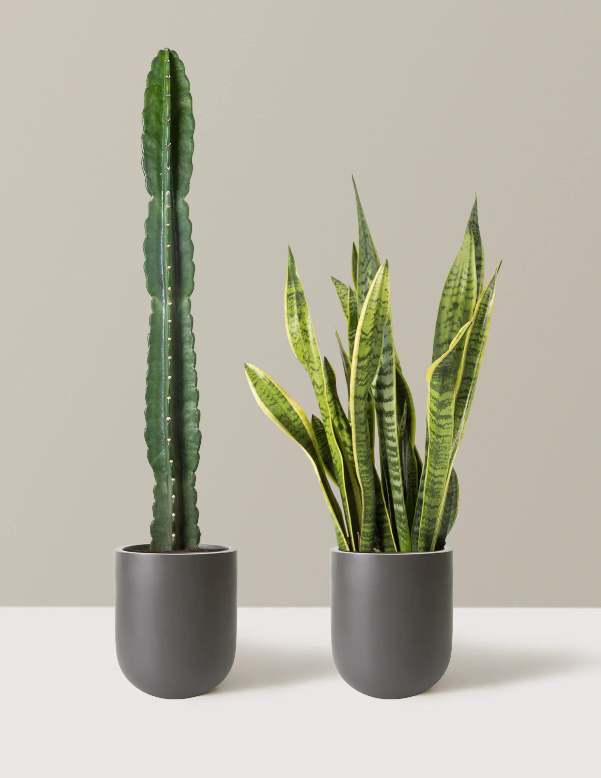 Large Set & Forget Duo - Image 15