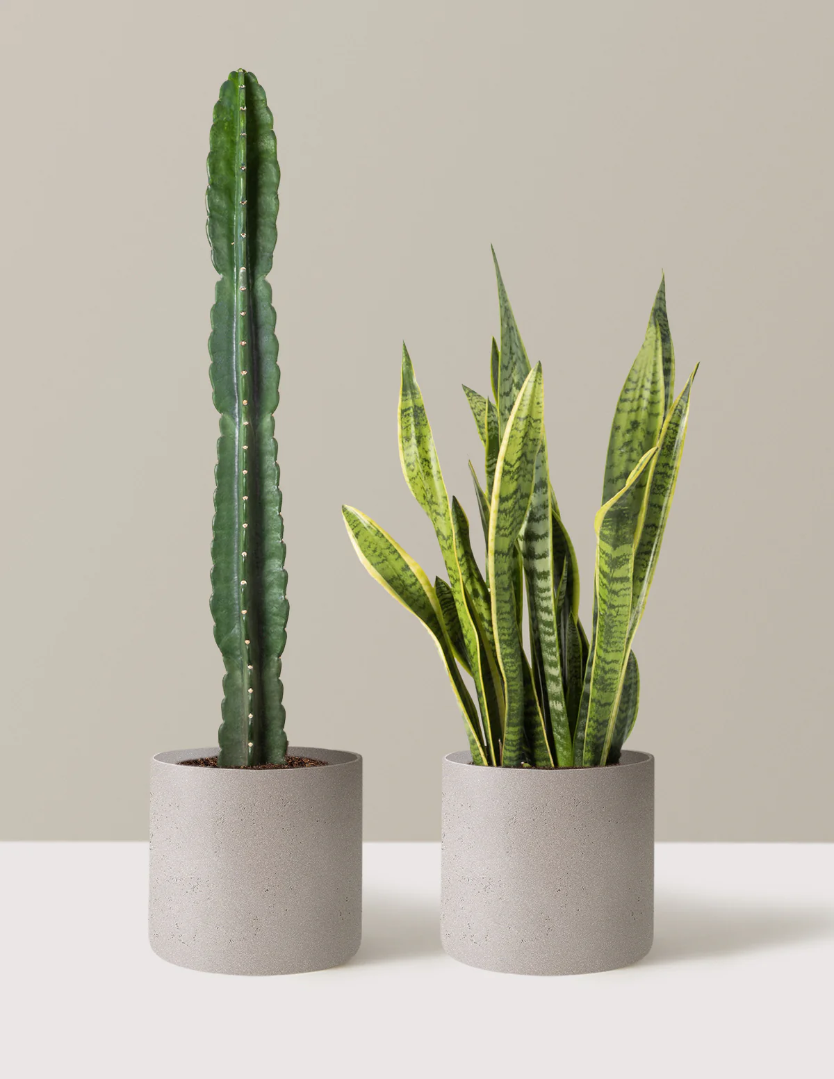 Large Set & Forget Duo - Image 2