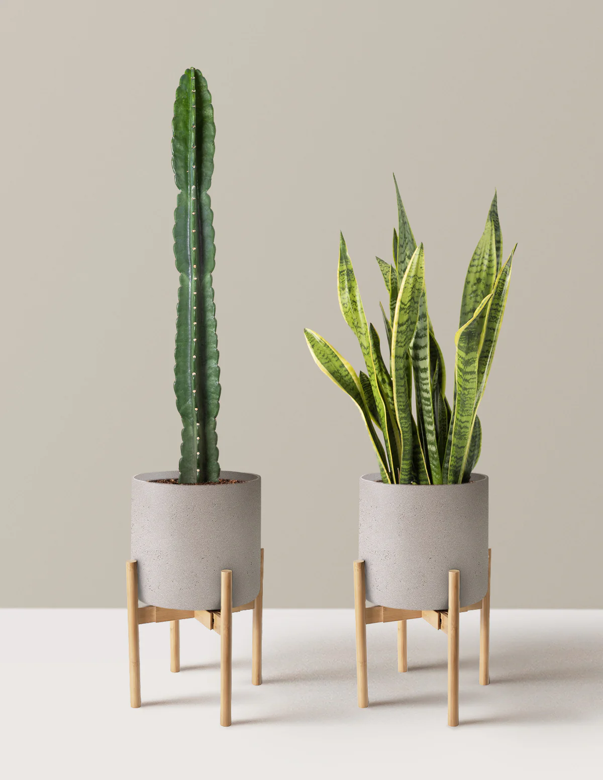 Large Set & Forget Duo - Image 7